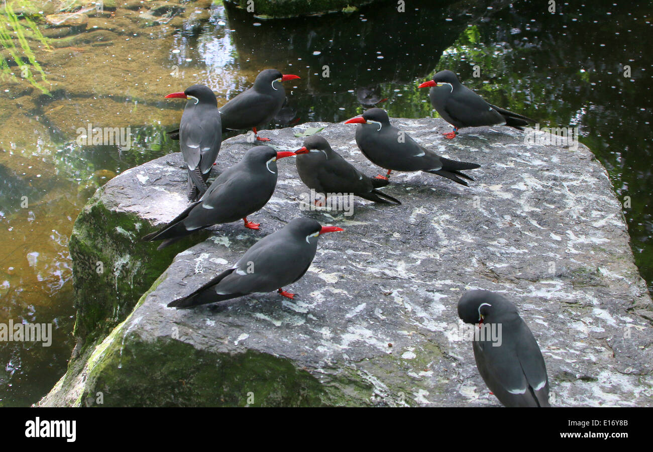 Gruppo di Sud Americano sterne Inca (Larosterna inca) Foto Stock