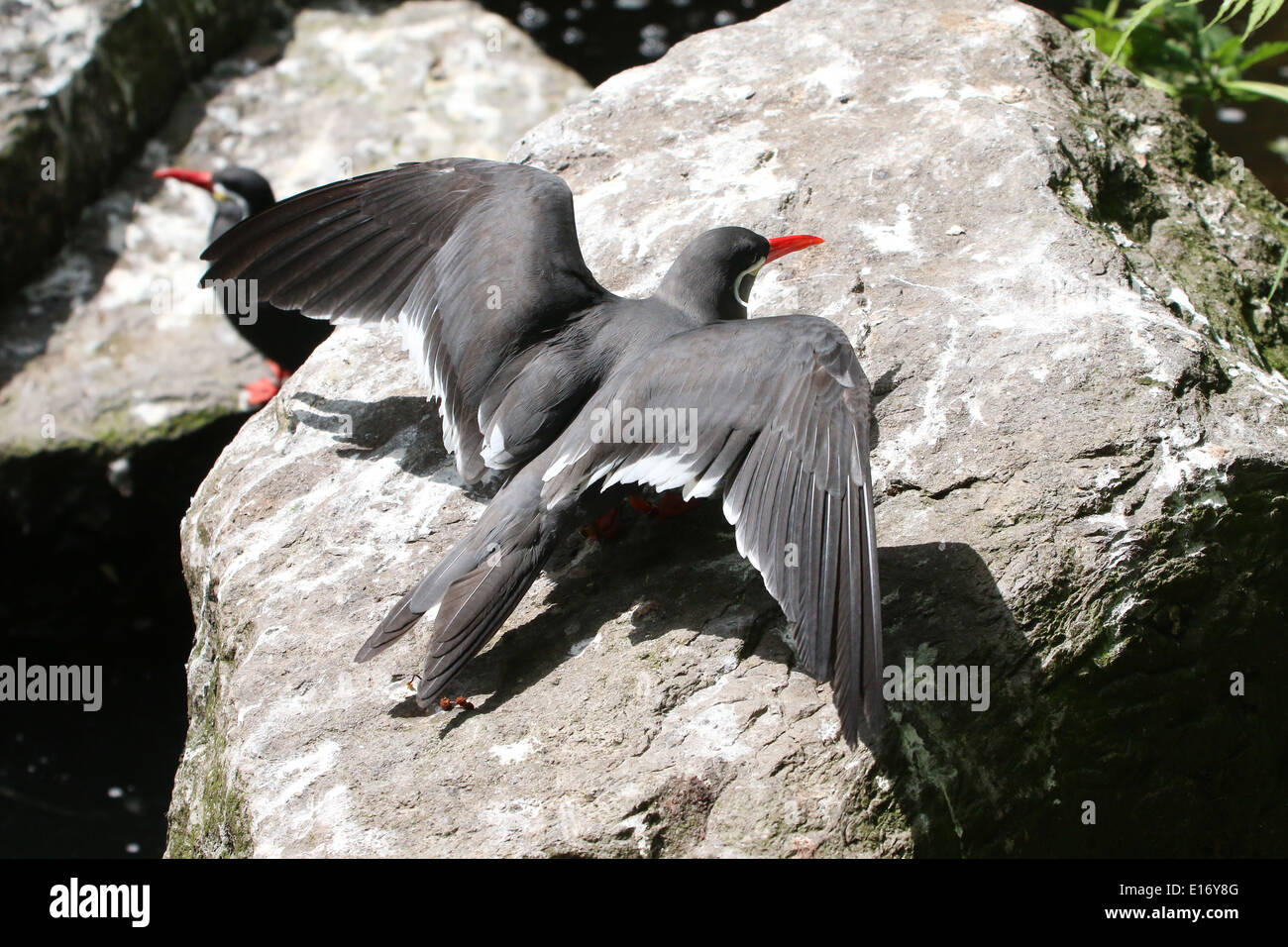 Close-up di un Sud Americana Inca tern (Larosterna inca) atterraggio su una roccia Foto Stock