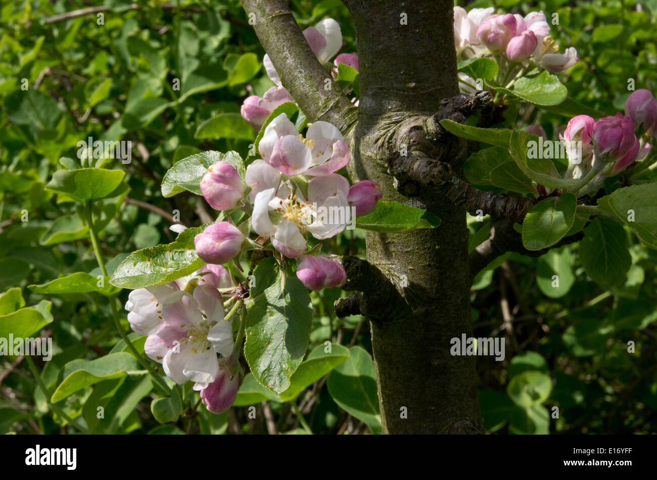 Il reverendo W. Wilks culinary apple blossom Foto Stock