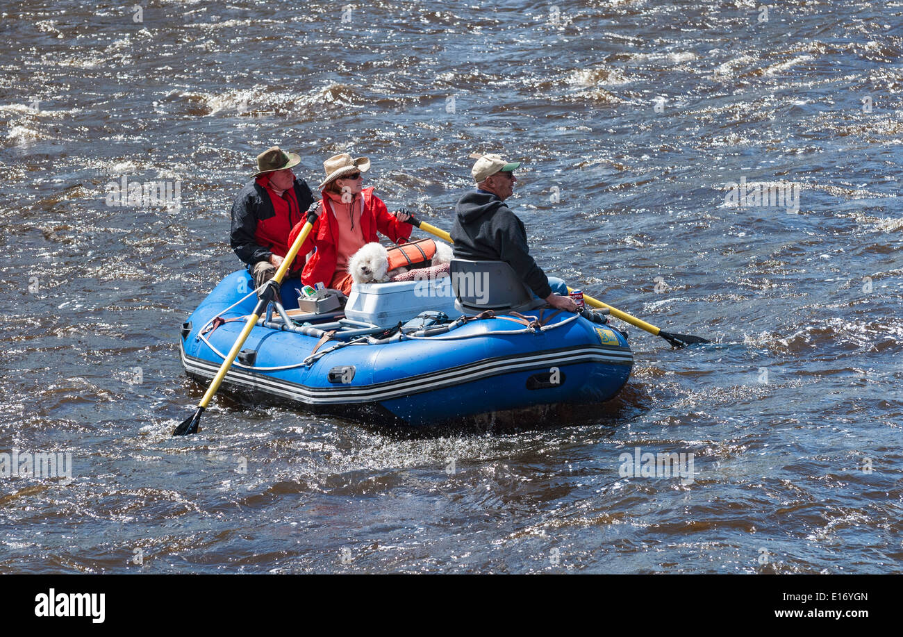 Montana, foro grande fiume, gonfiabili imbarcazione a remi, tre adulti con il cane Foto Stock
