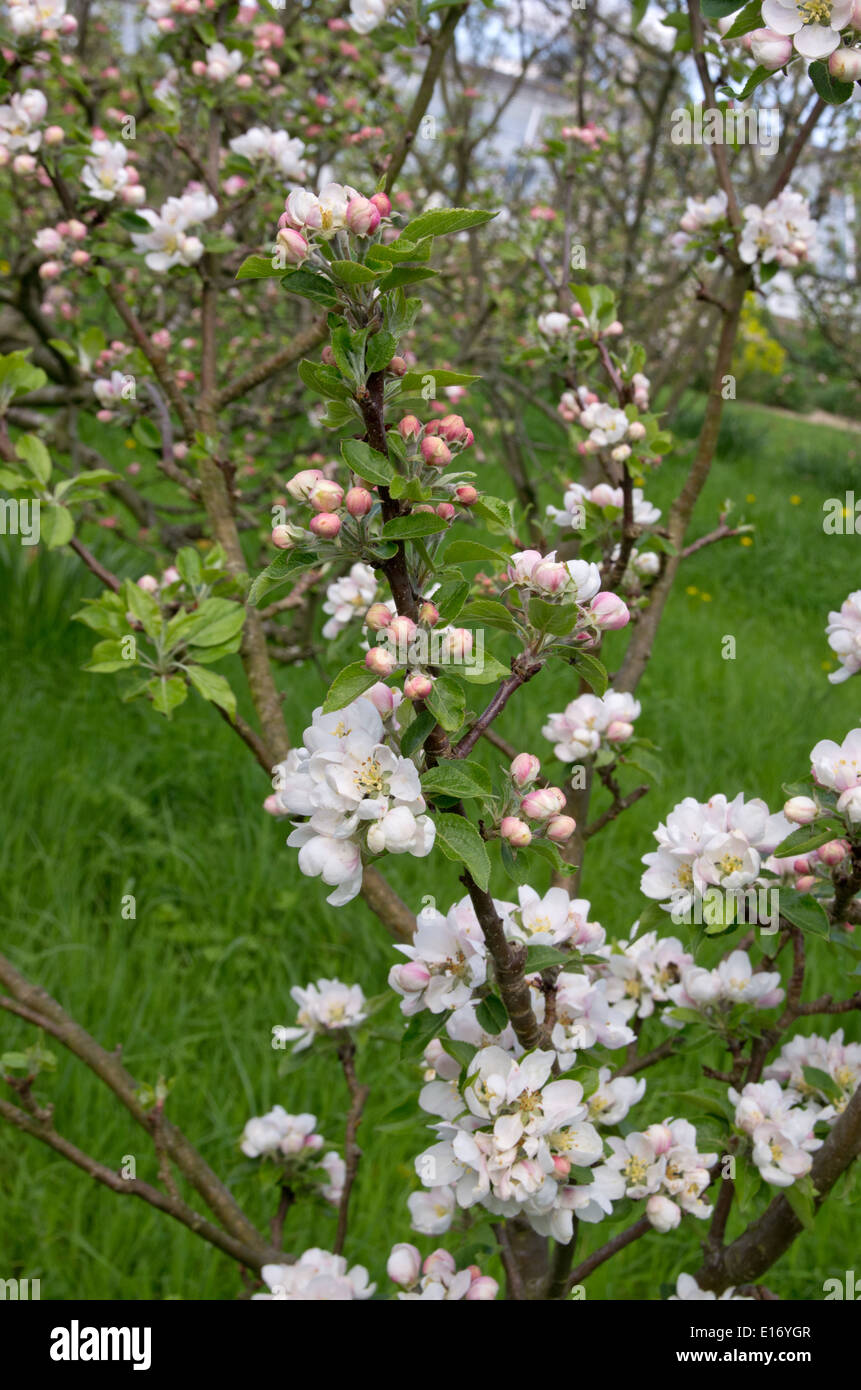Scoperta apple blossom Foto Stock
