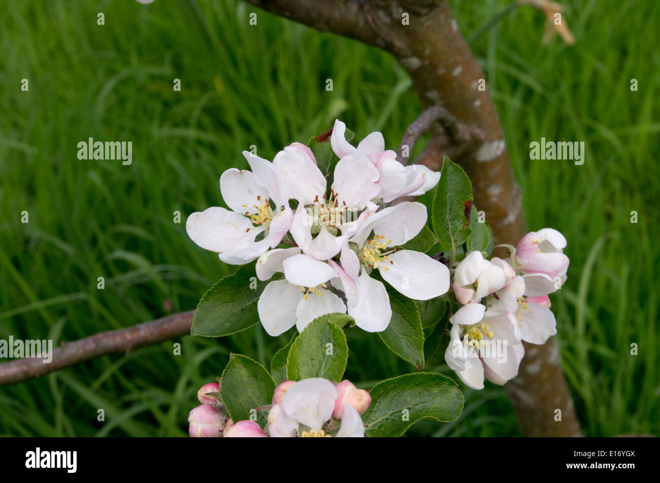 Scoperta apple blossom Foto Stock