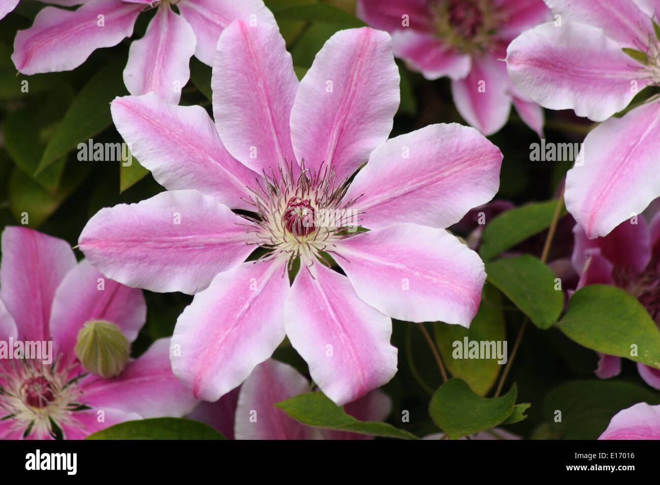 Fioritura rosa "Nelly Moser' Clematis - hybrid, grandi fiori che crescono nel giardino inglese. Maggio. Foto Stock