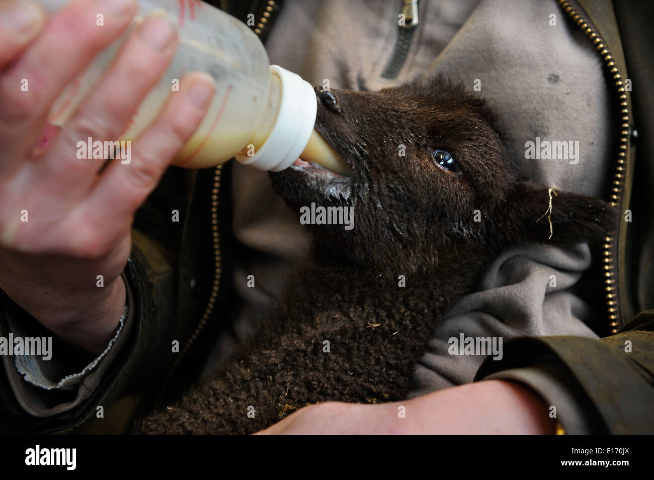Un agricoltore femmina di alimentazione di un agnello a molla da un Manx Loaghtan gregge di pecore, WILTSHIRE REGNO UNITO Foto Stock