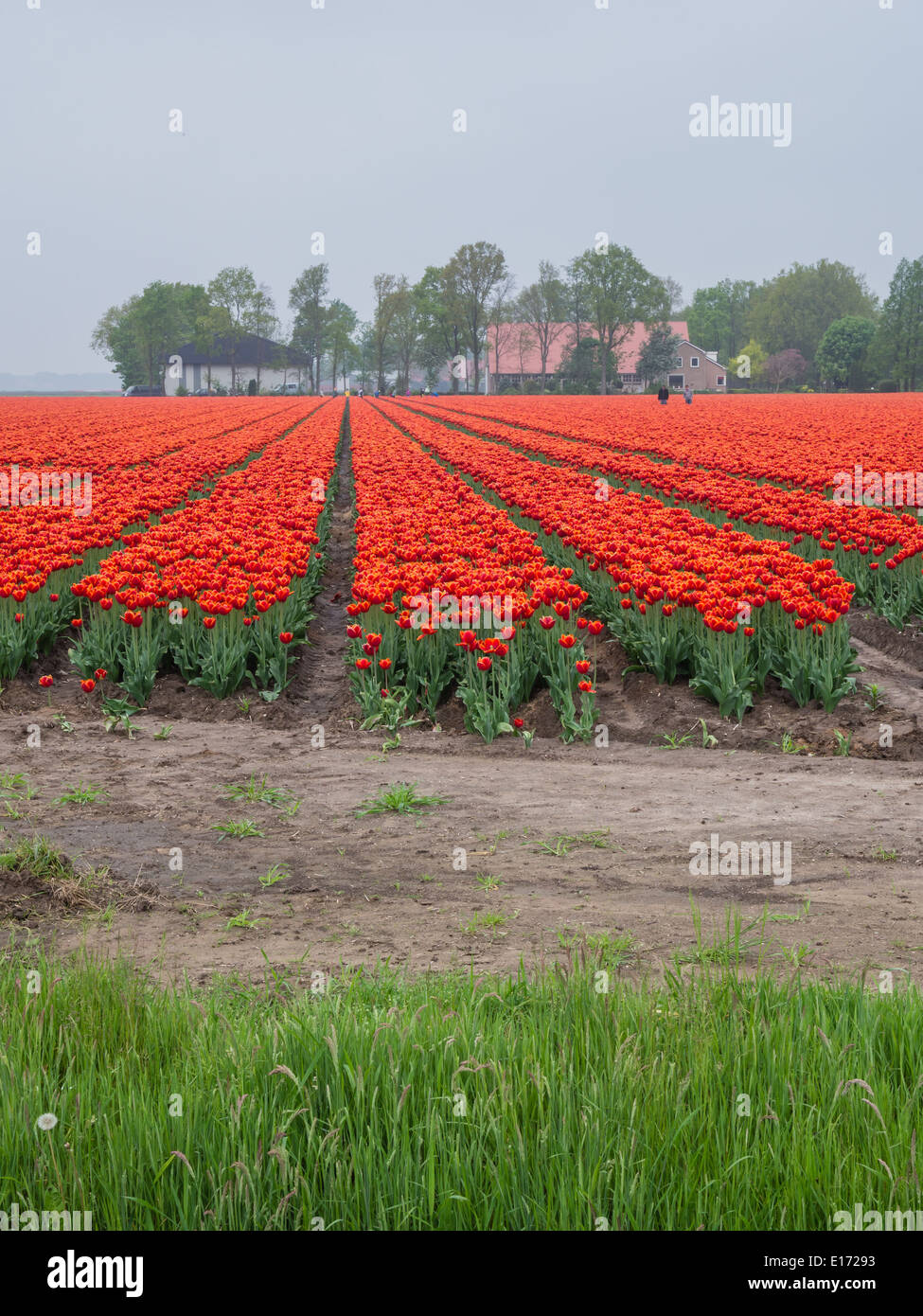 Vista sul campo di rosso infuocato e di colore arancio tulipani nel paesaggio dei polder Olandesi Foto Stock