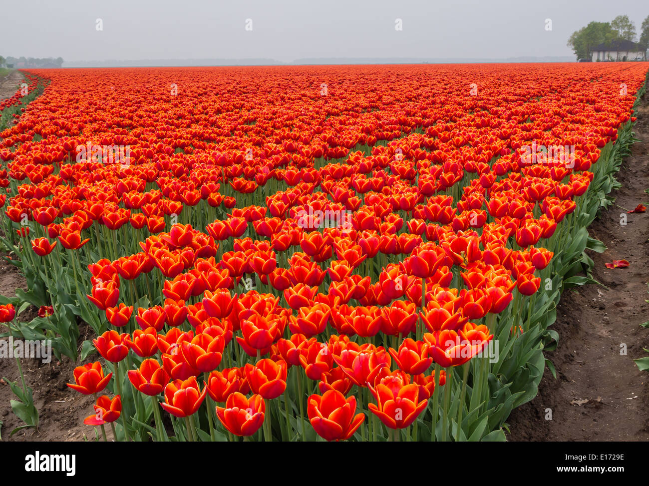 Vista sul campo di rosso infuocato e di colore arancio tulipani nel paesaggio dei polder Olandesi Foto Stock