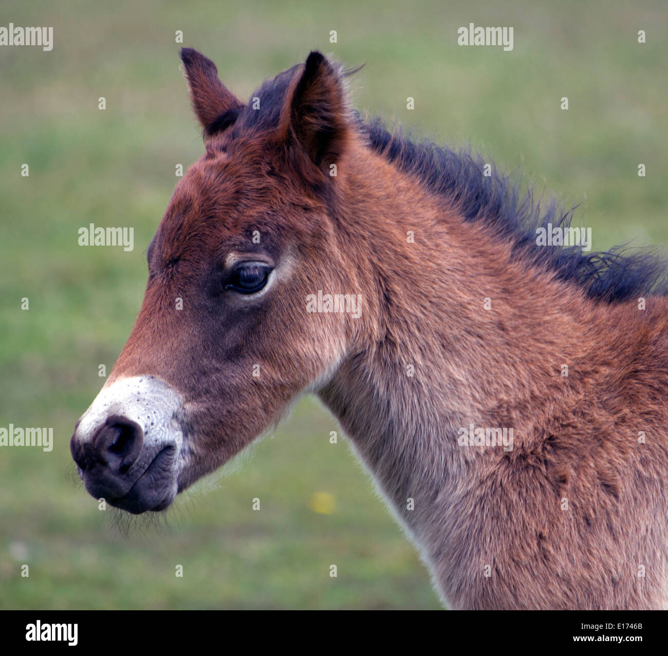 In prossimità di un pony Exmoor puledro Foto Stock