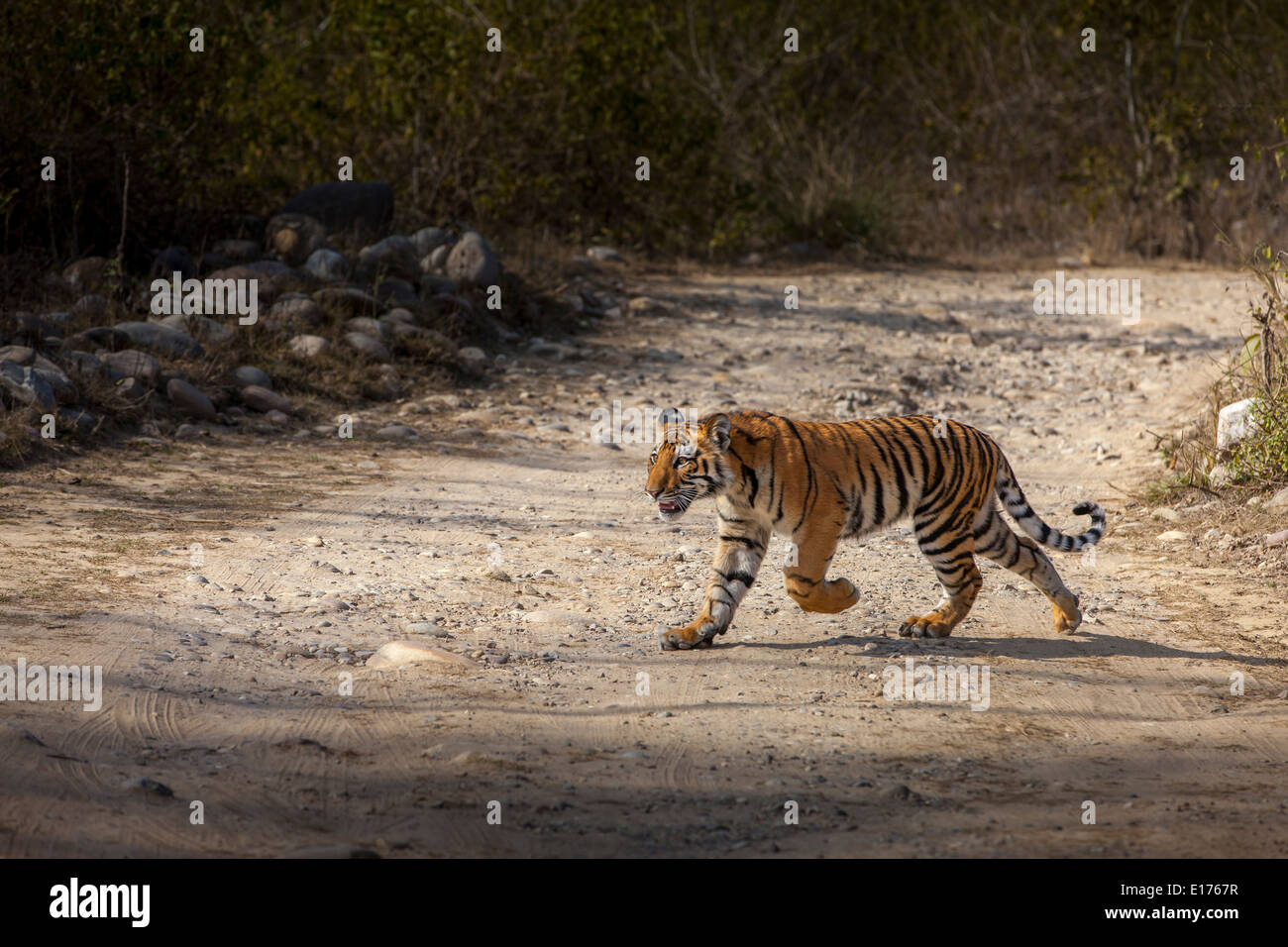 Una tigre del Bengala cub sulla giungla via a Jim corbett national park, India. Foto Stock