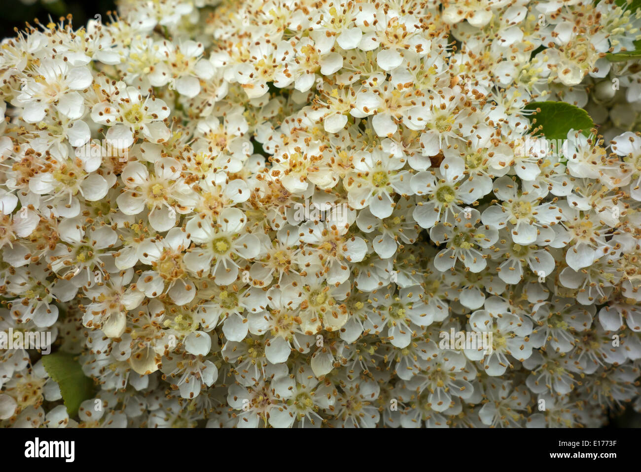 Cotoneaster Franchetii blossom Foto Stock