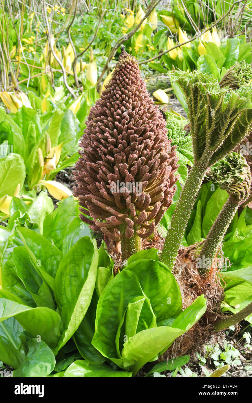 Fiore di Gunnera Foto Stock