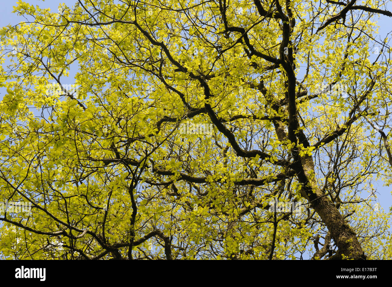 Rovere foglie in primavera Dinas RSPB Riserva Naturale Rhandirmwyn Carmarthenshire Galles Cymru REGNO UNITO GB Foto Stock