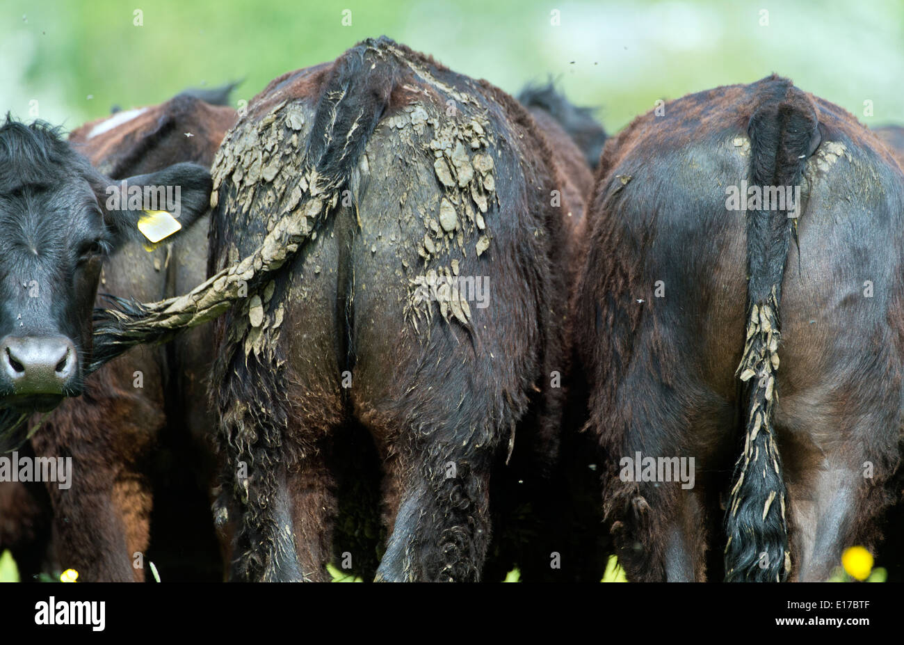 Estremità posteriore delle mucche con testa insoddisfatti. Foto Stock