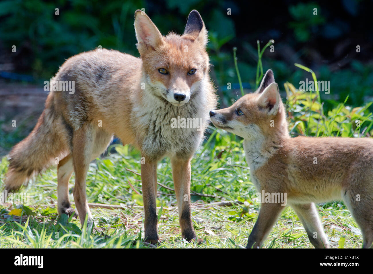 Vixen e cucciolo di volpe giovani esplorando in erba lunga Foto Stock