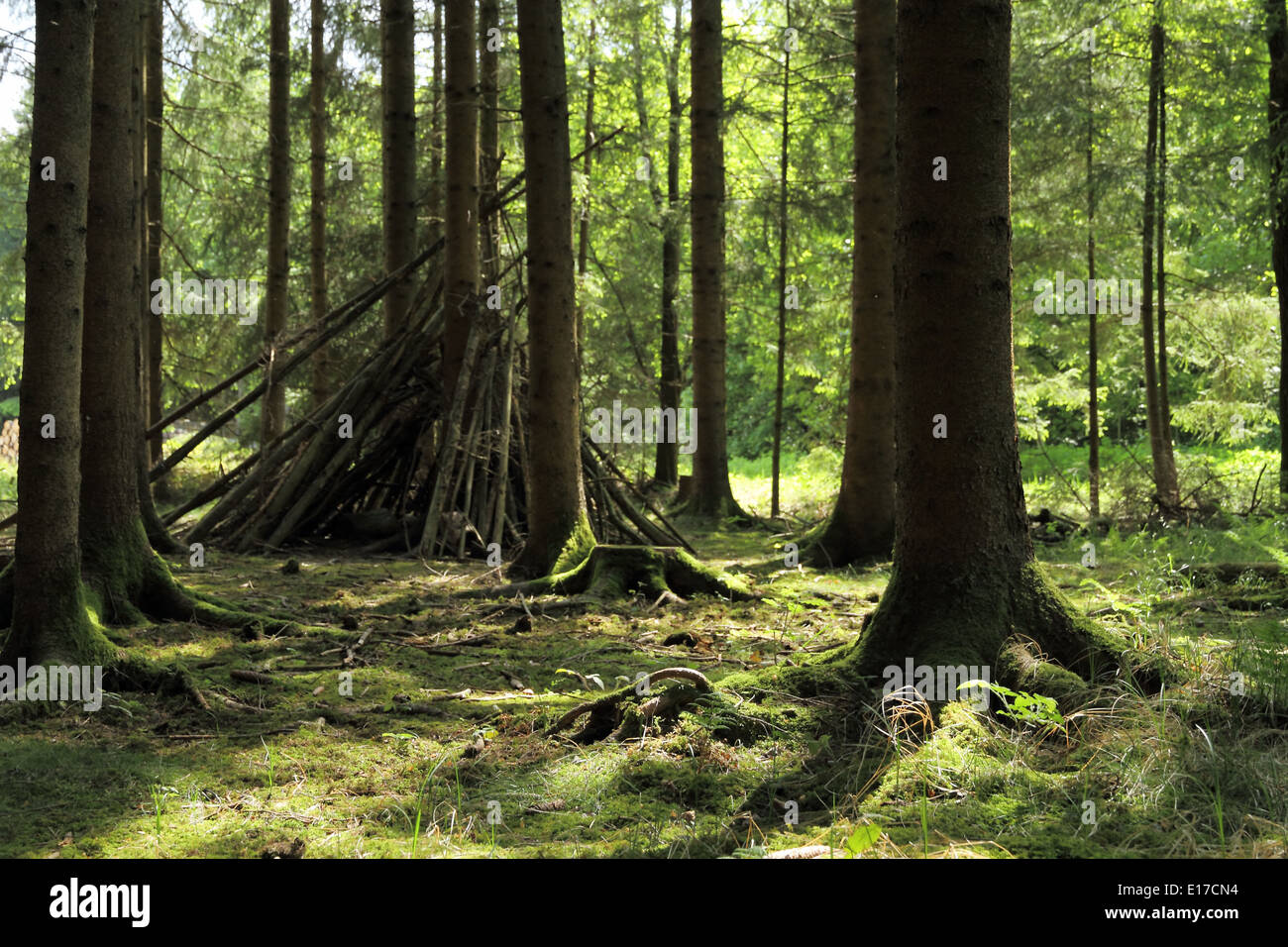 Soleggiato spruce tree forest tenda, orizzontale Foto Stock