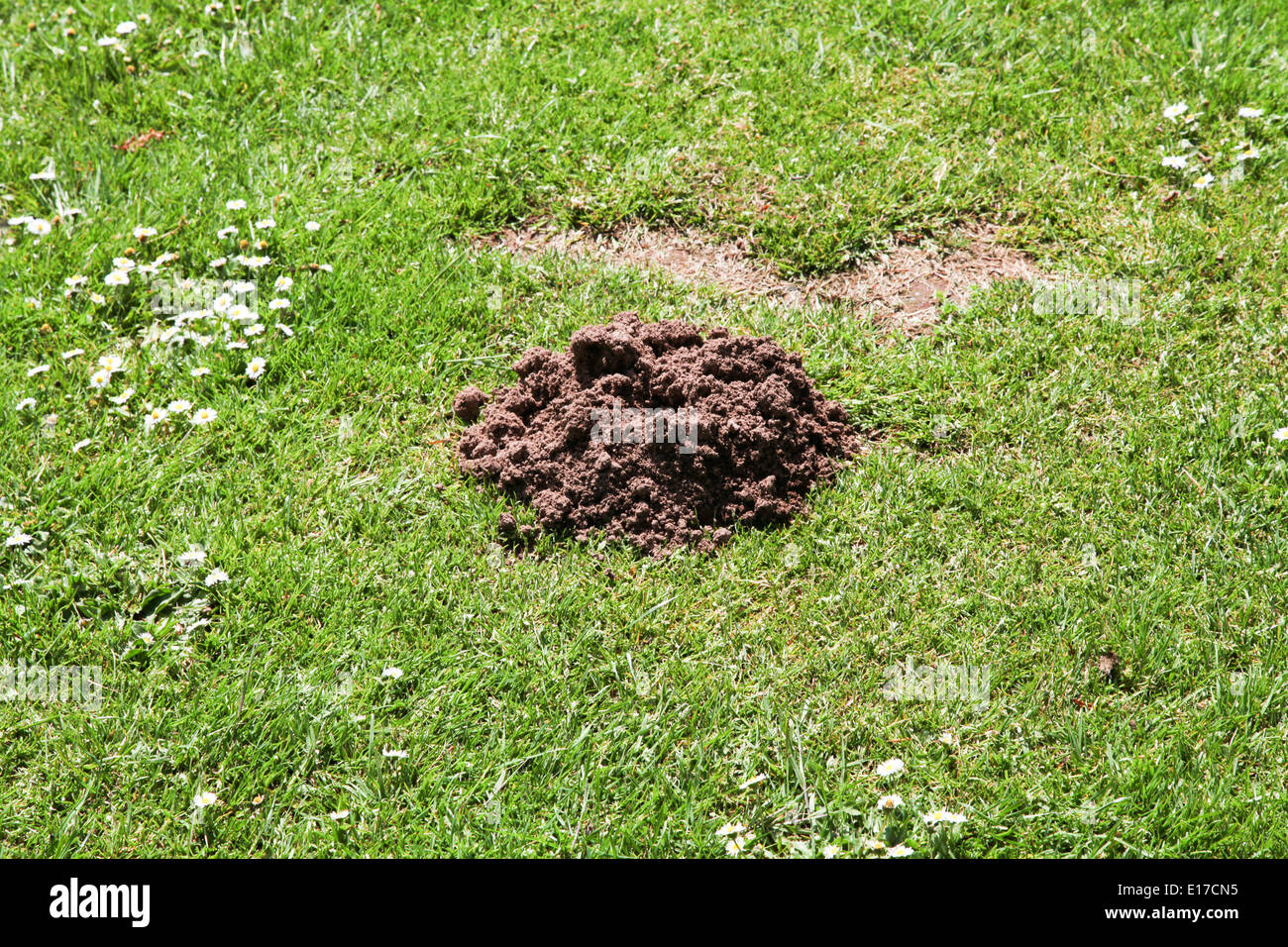 Molehill in Prato Foto Stock