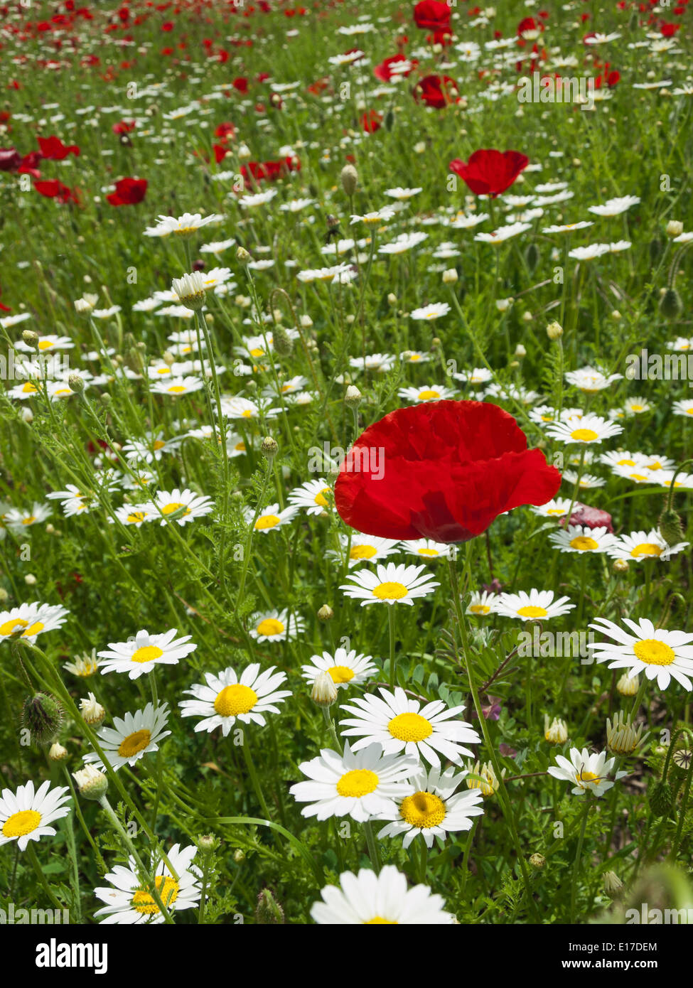 Prato di marguerites e papaveri vicino villaggio Foto Stock