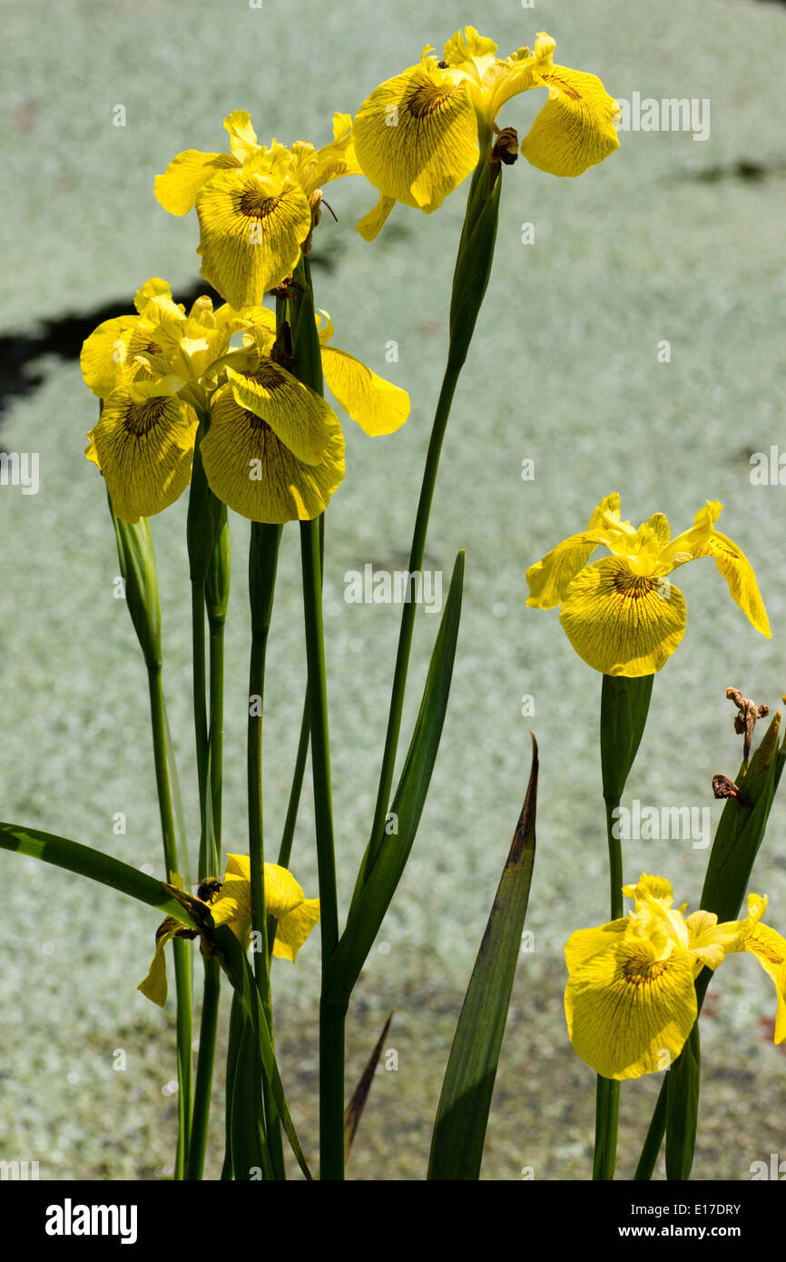 Brown contrassegnati in giallo dei fiori di bandiera iris, Iris pseudacorus 'Roy Davidson' Foto Stock