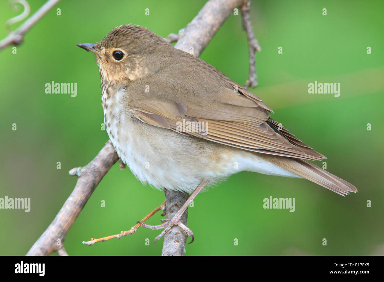 Swainson il tordo (Catharus ustulatus) su un ramo di albero Foto Stock