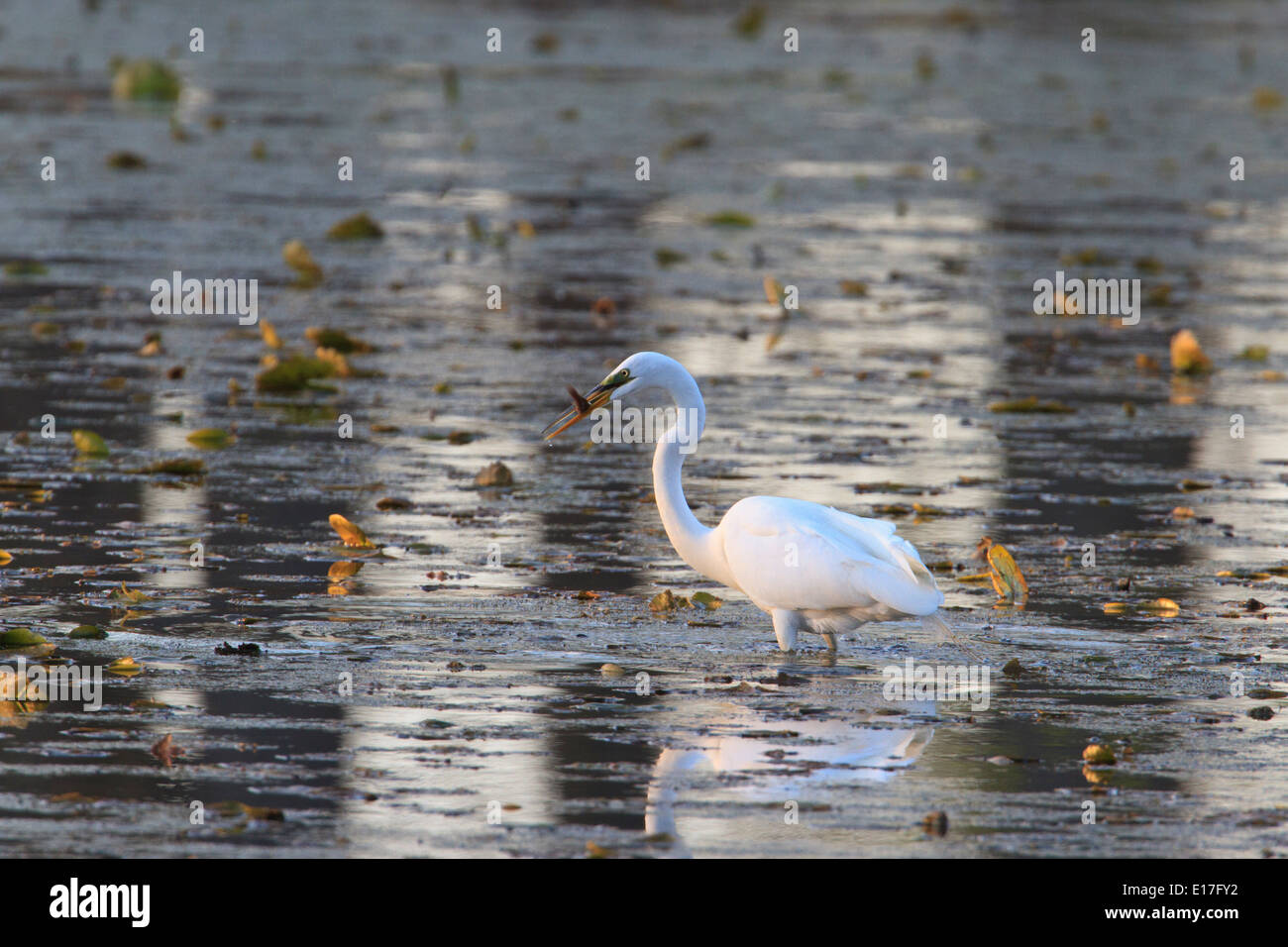 Airone bianco maggiore (Ardea alba) caccia per il cibo. Foto Stock