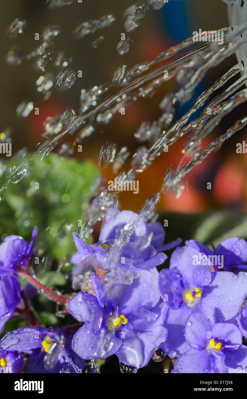 Chiudere fino a fiori di irrigazione Foto Stock