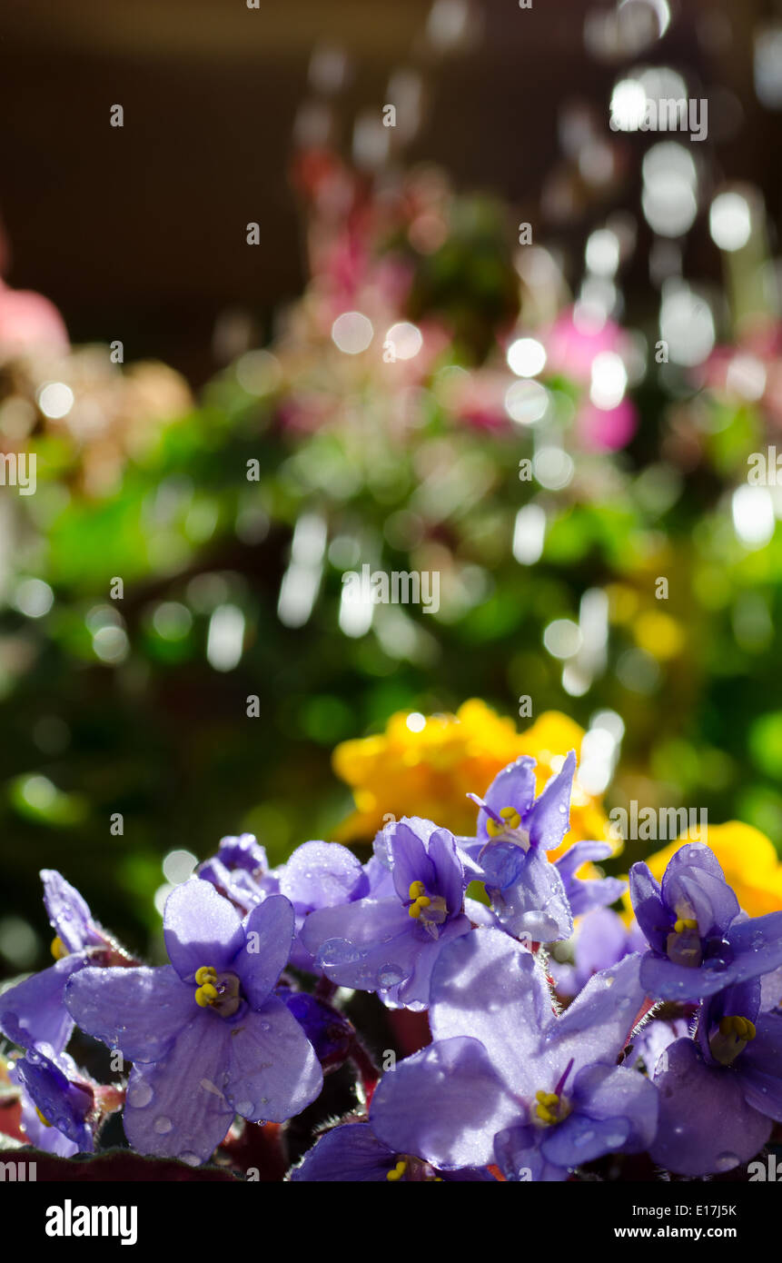 Chiudere fino a fiori di irrigazione Foto Stock