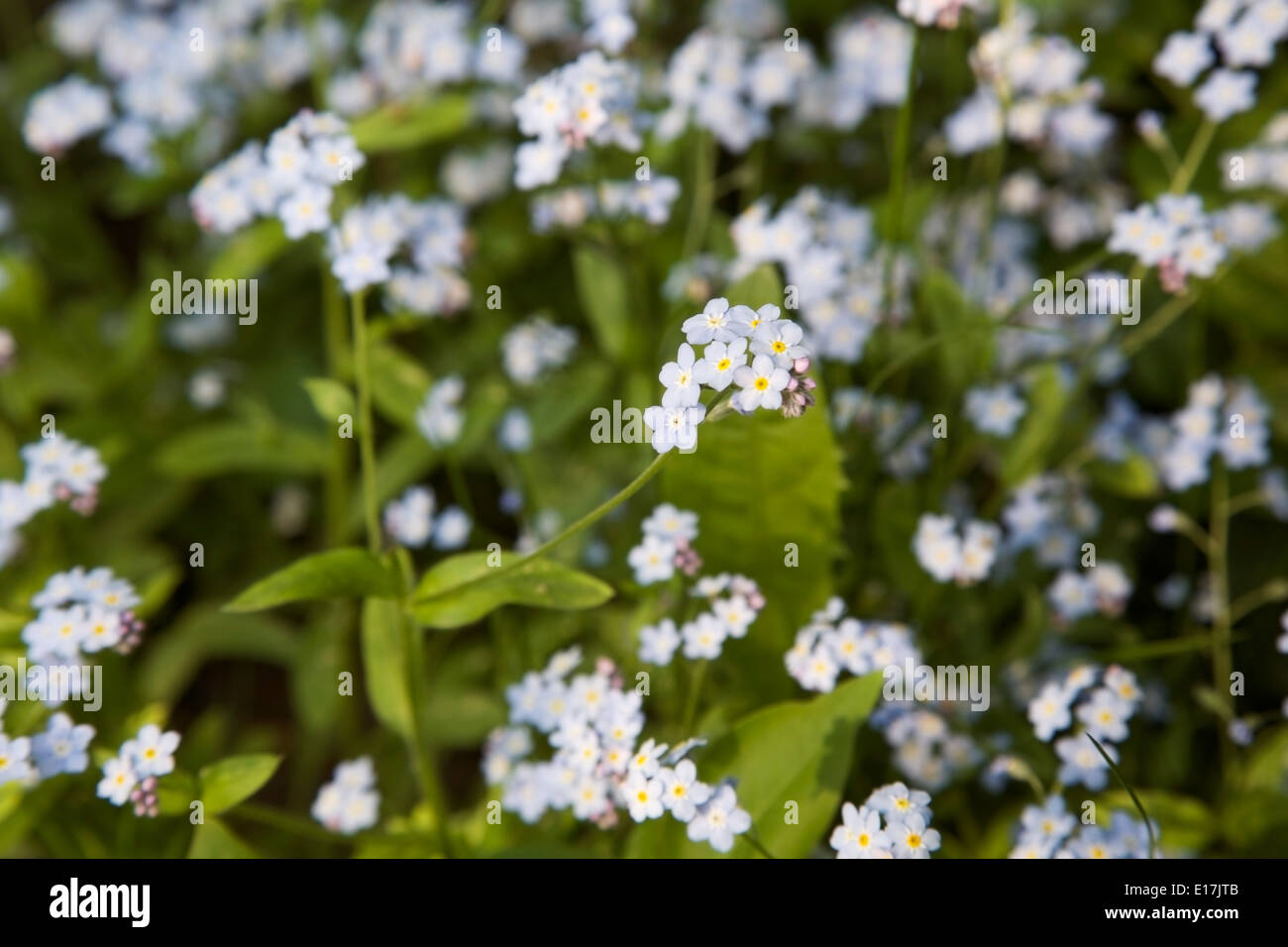 Piccolo Blu fiori che fioriscono in primavera in Finlandia Foto Stock