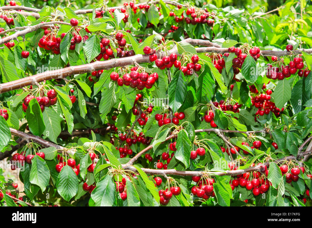 Organici naturali cherry berry grappoli nel fogliame degli alberi Foto Stock
