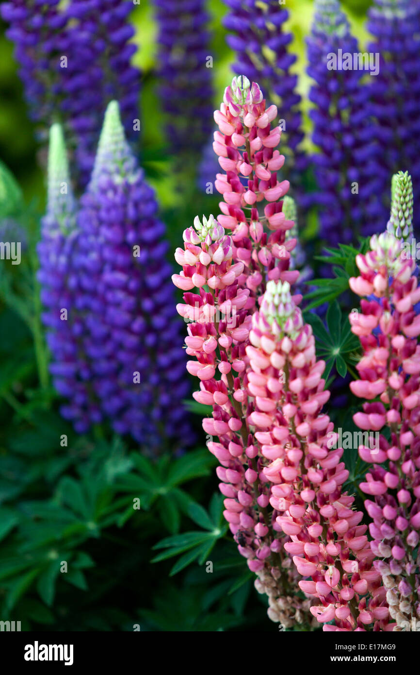 Lupinus polyphyllus, lupino, lupini, lupini Foto Stock