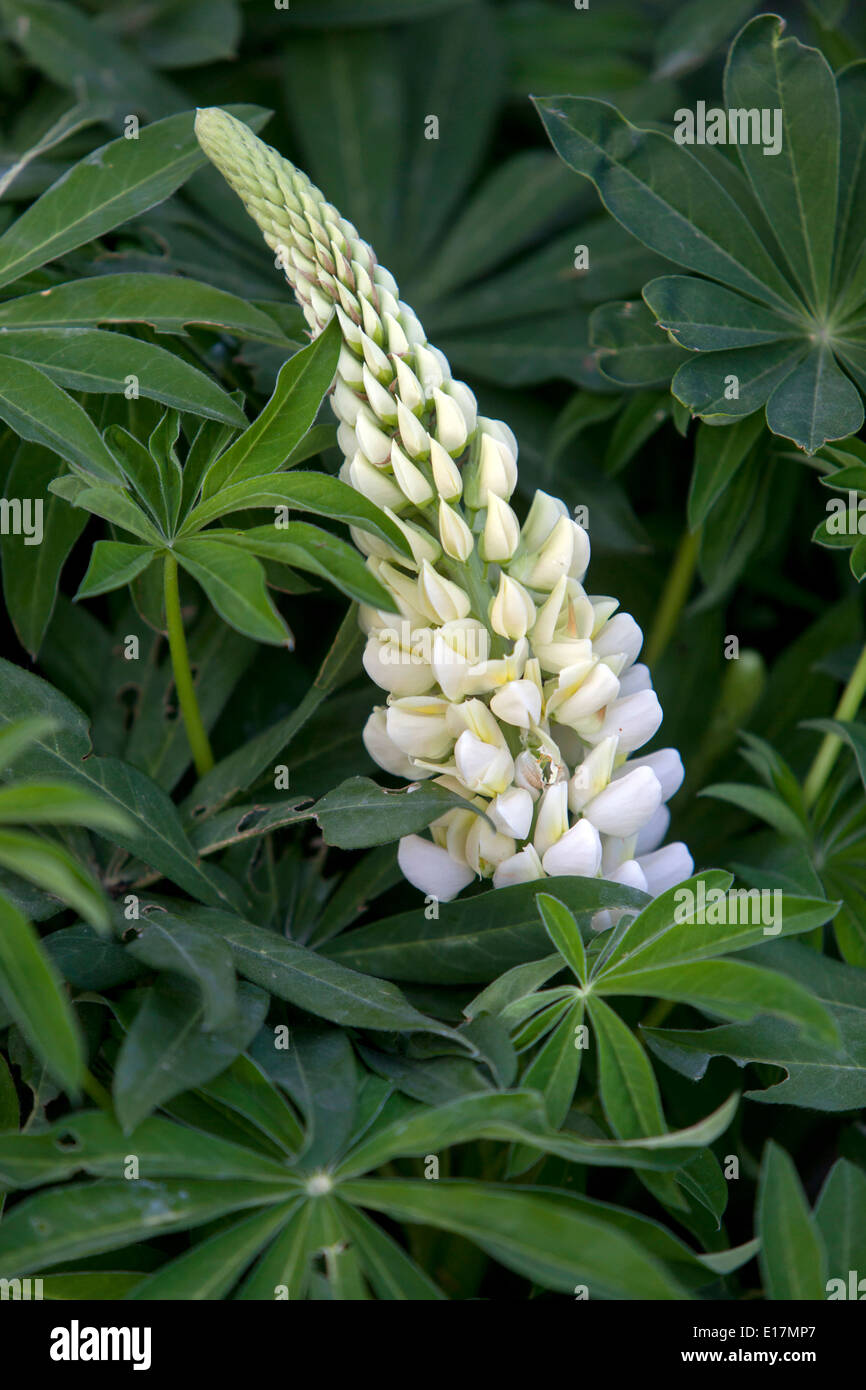 Giardino, lupino Lupinus polyphyllus fiori bianchi Foto Stock