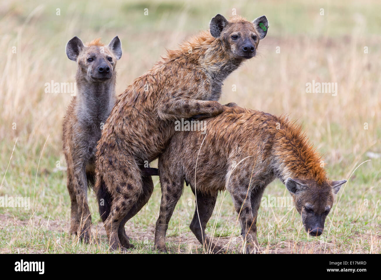 Spotted hyaena (Crocuta crocuta) coniugata.Masai Mara riserva nazionale. Kenya Foto Stock