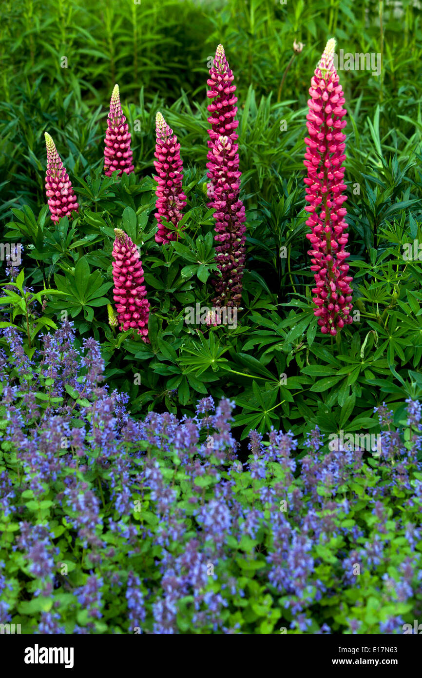 Giardino lupino rosso, Lupinus polyphyllus Foto Stock