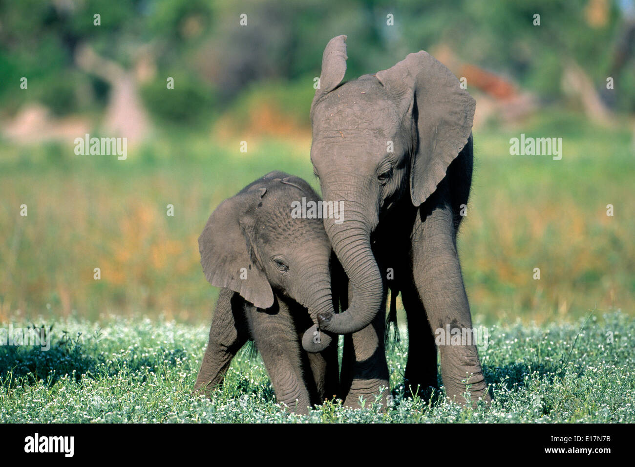 Elefante africano (Loxodonta africana) vitelli di riproduzione. Okovango Delta, Botswana Foto Stock