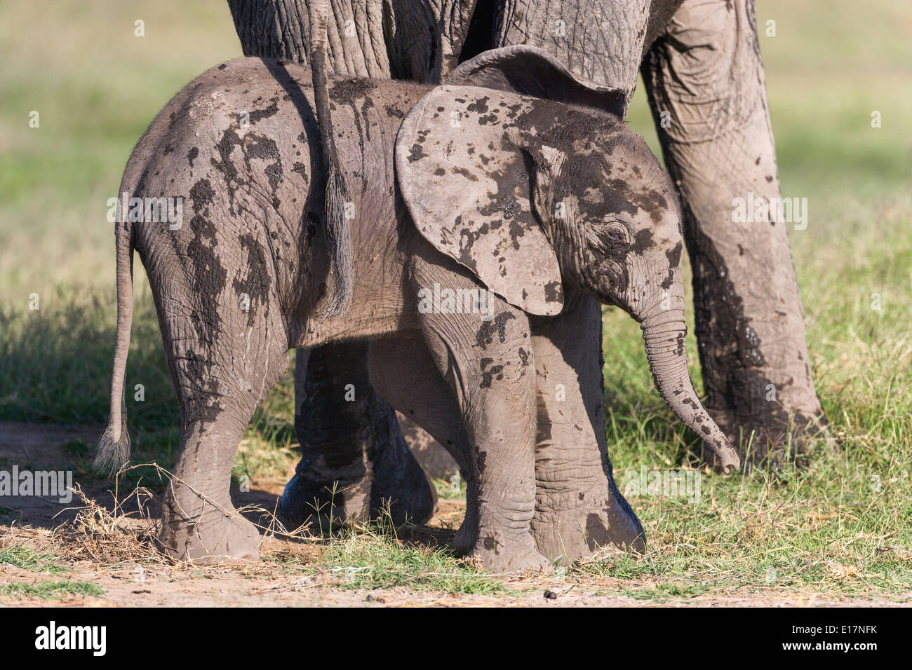 Elefante africano (Loxodonta africana)i giovani vitelli coperto di fango con la madre. Amboseli National Park.Kenya Foto Stock