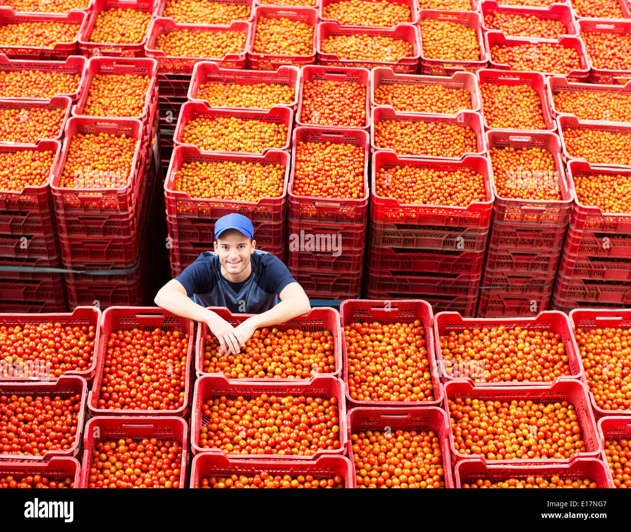 Ritratto di lavoratore in piedi tra le casse di pomodoro Foto Stock