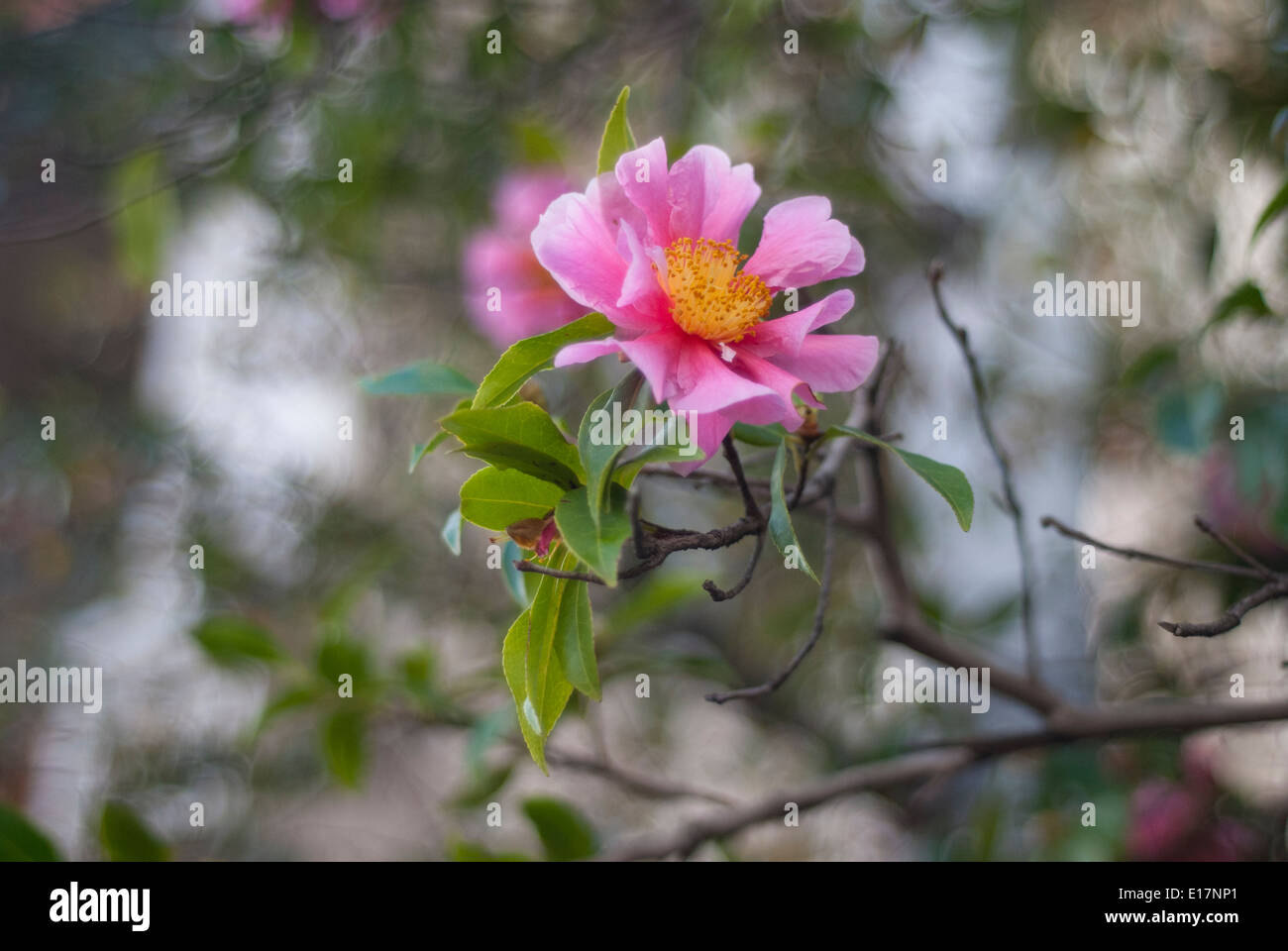 Rosa peonia giapponese fiore Foto Stock