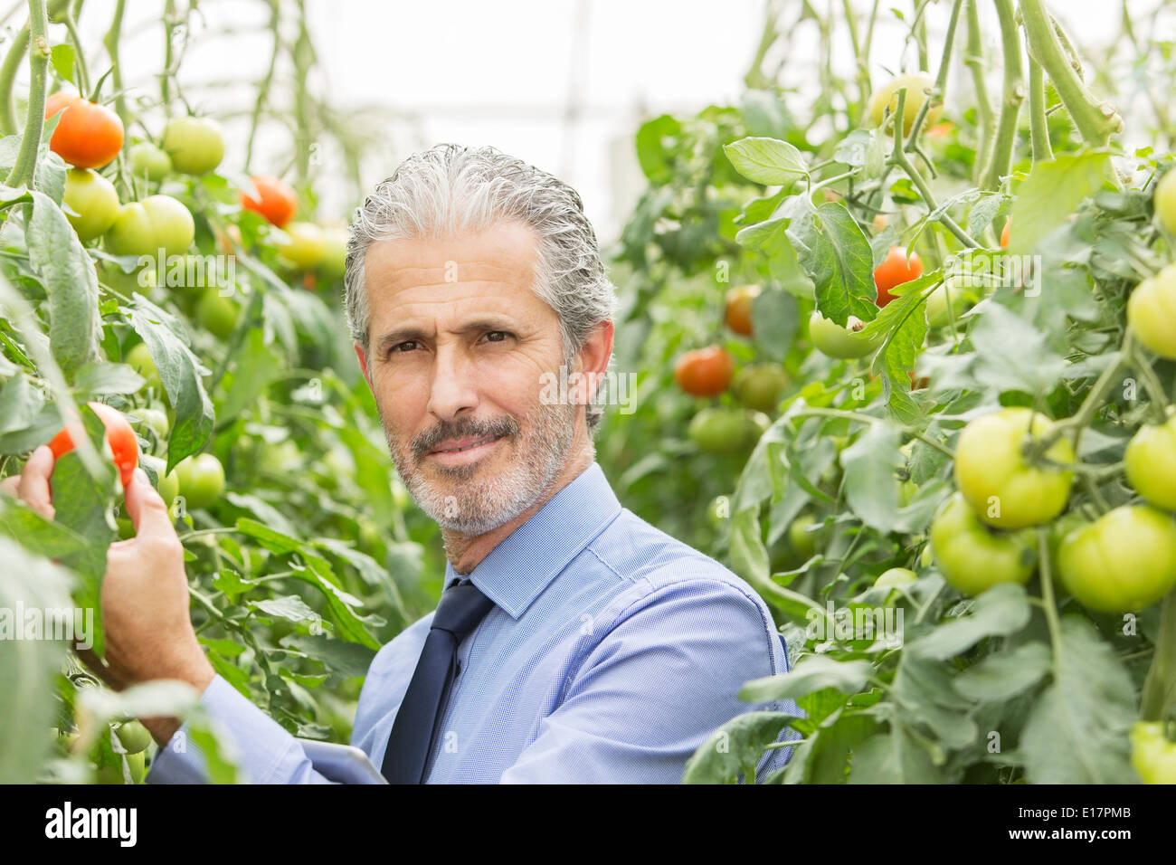 Ritratto di scienziati seri in serra con pomodori Foto Stock