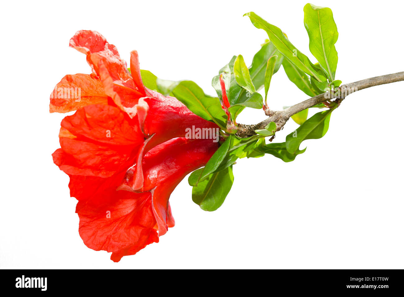 Isolato molla di melograno sbocciare fiori di colore rosso su sfondo bianco Foto Stock