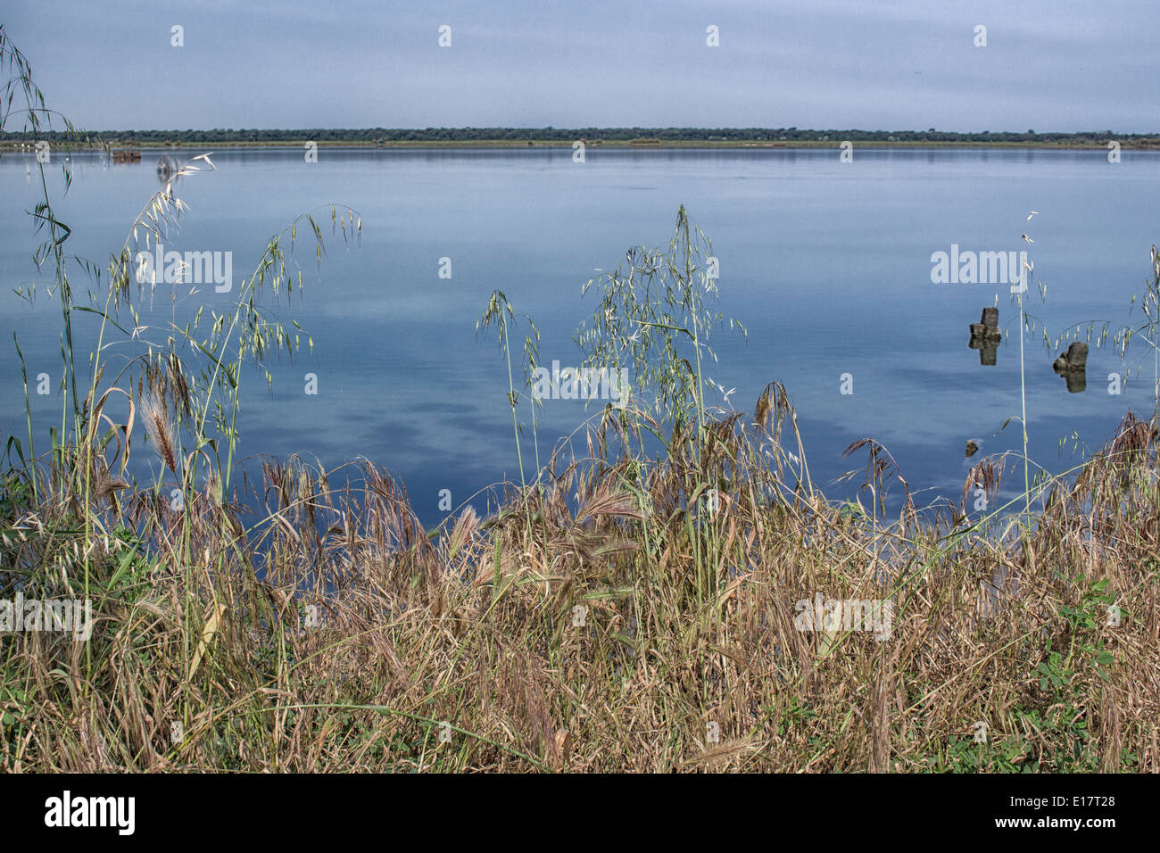 Le piante sulla Pialassa della Baiona laguna salmastra vicino a Marina Romea lungo te mare Adriatico a Ravenna (Italia) Foto Stock