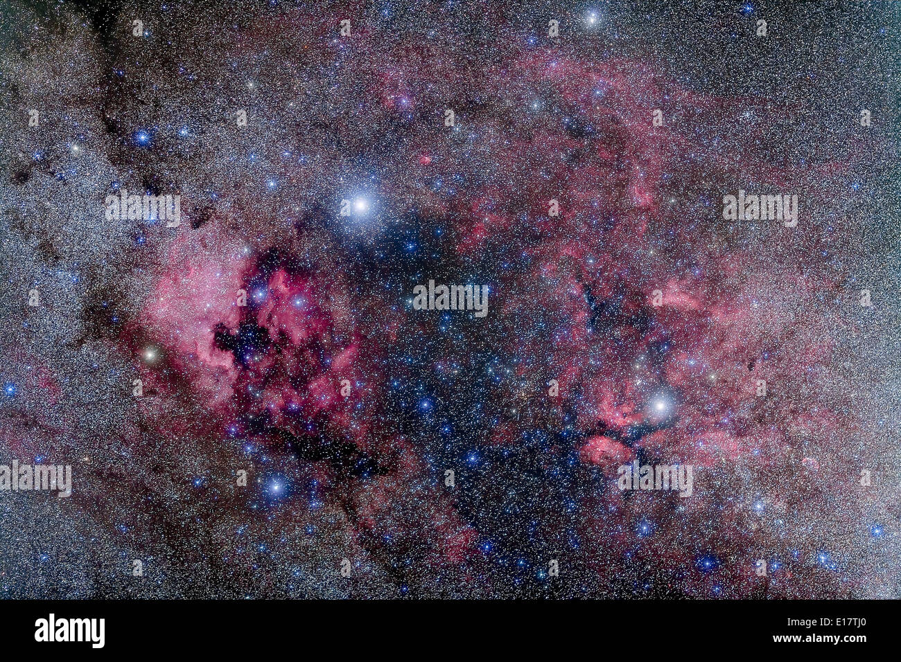 Nebulosità nel cuore di Cygnus il cigno, incluso il Nord America e la nebulosa Pellicano nebulosa a sinistra (NGC 7000 e IC 5070) Foto Stock