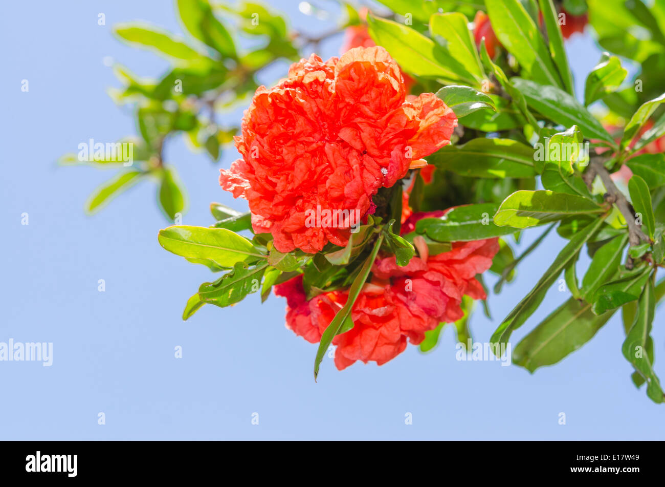 Vivace colore rosso giapponese di mela cotogna fiori di primavera sulla boccola soleggiato Foto Stock