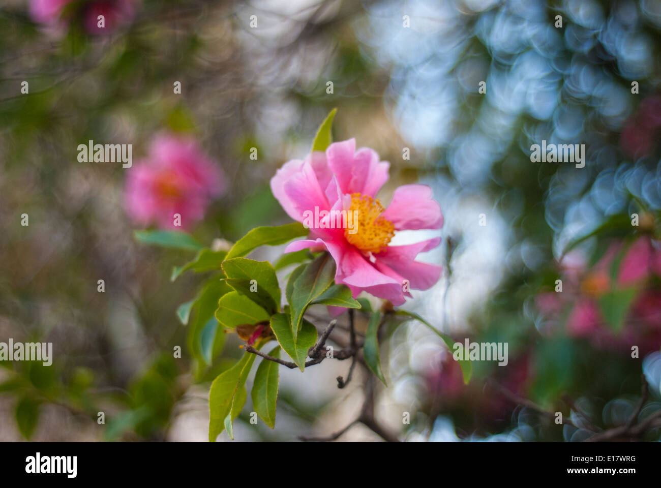 Rosa peonia giapponese fiore Foto Stock