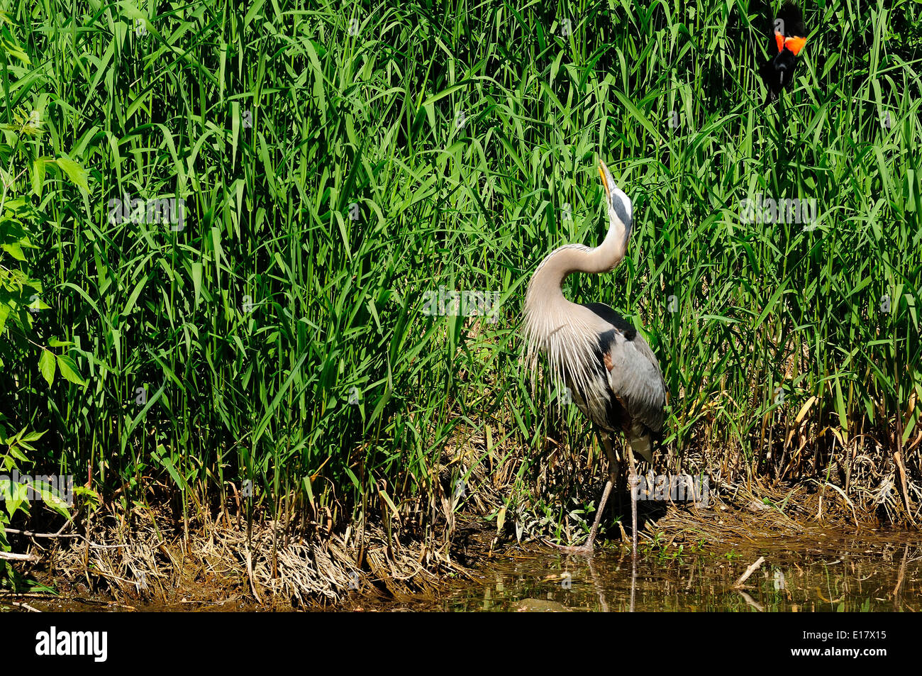 Airone blu essendo attaccato da Red-wing Blackbird (Ardea ernie) Foto Stock