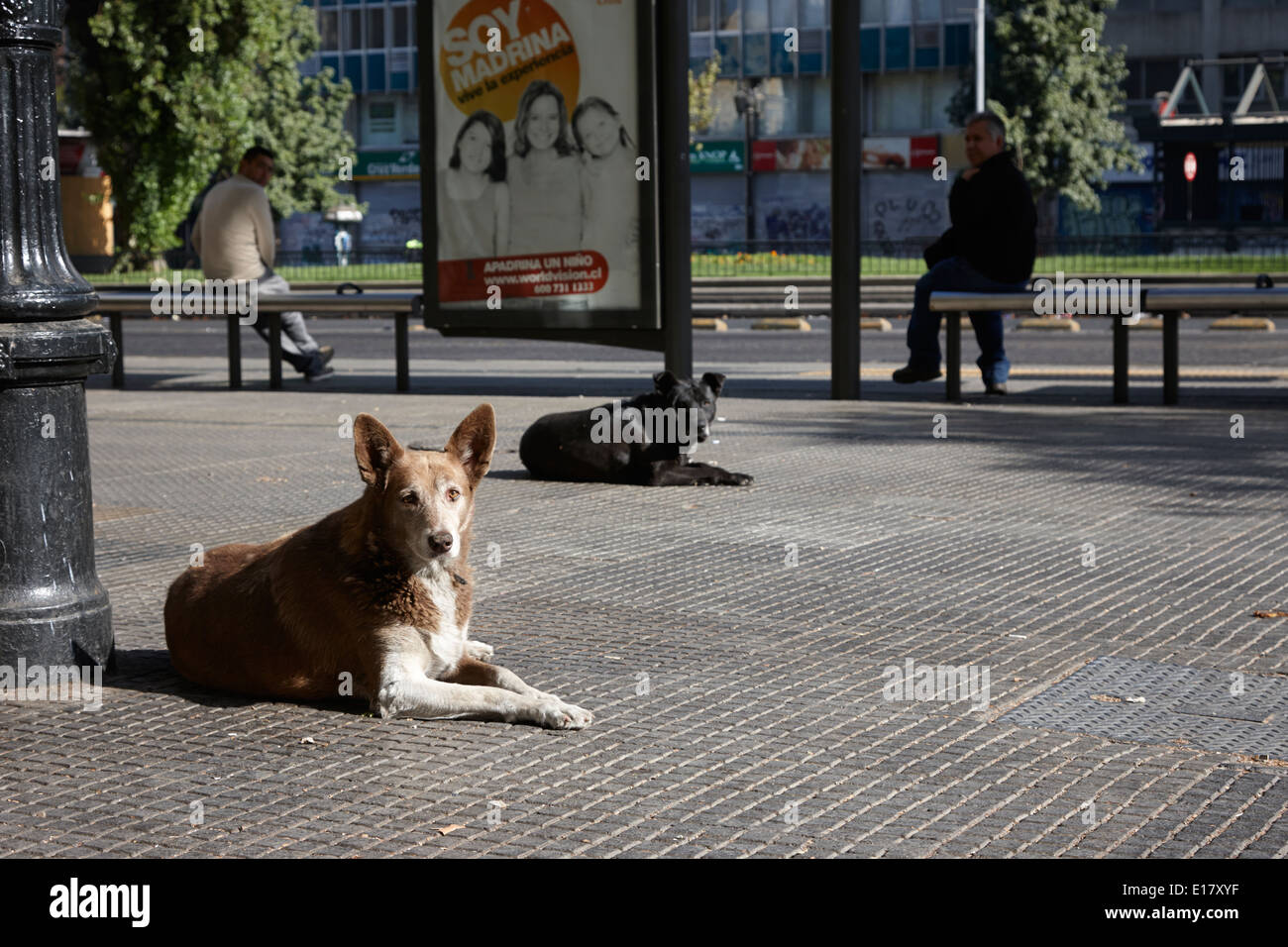 I cani randagi giacenti su Avenida Libertador General bernado O'Higgins downtown Santiago del Cile Foto Stock