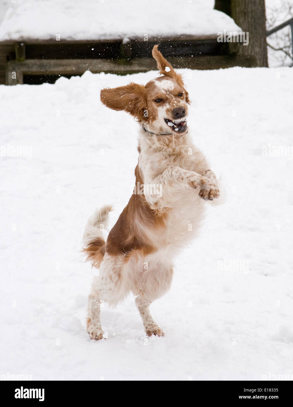 Cane a giocare nella neve Foto Stock