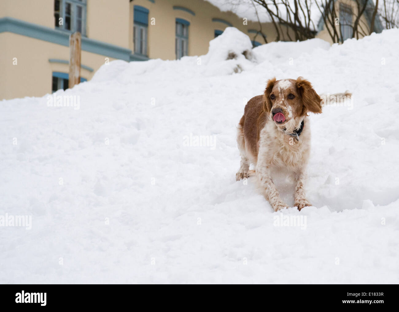 Cane a giocare nella neve Foto Stock