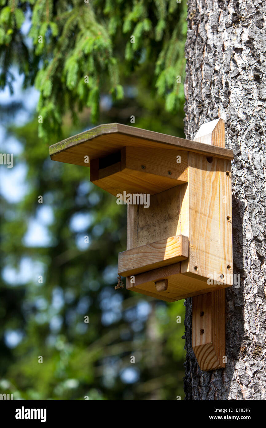 Arrotino manuale su un albero nella foresta, in una scatola di legno per uccelli nidificanti Foto Stock