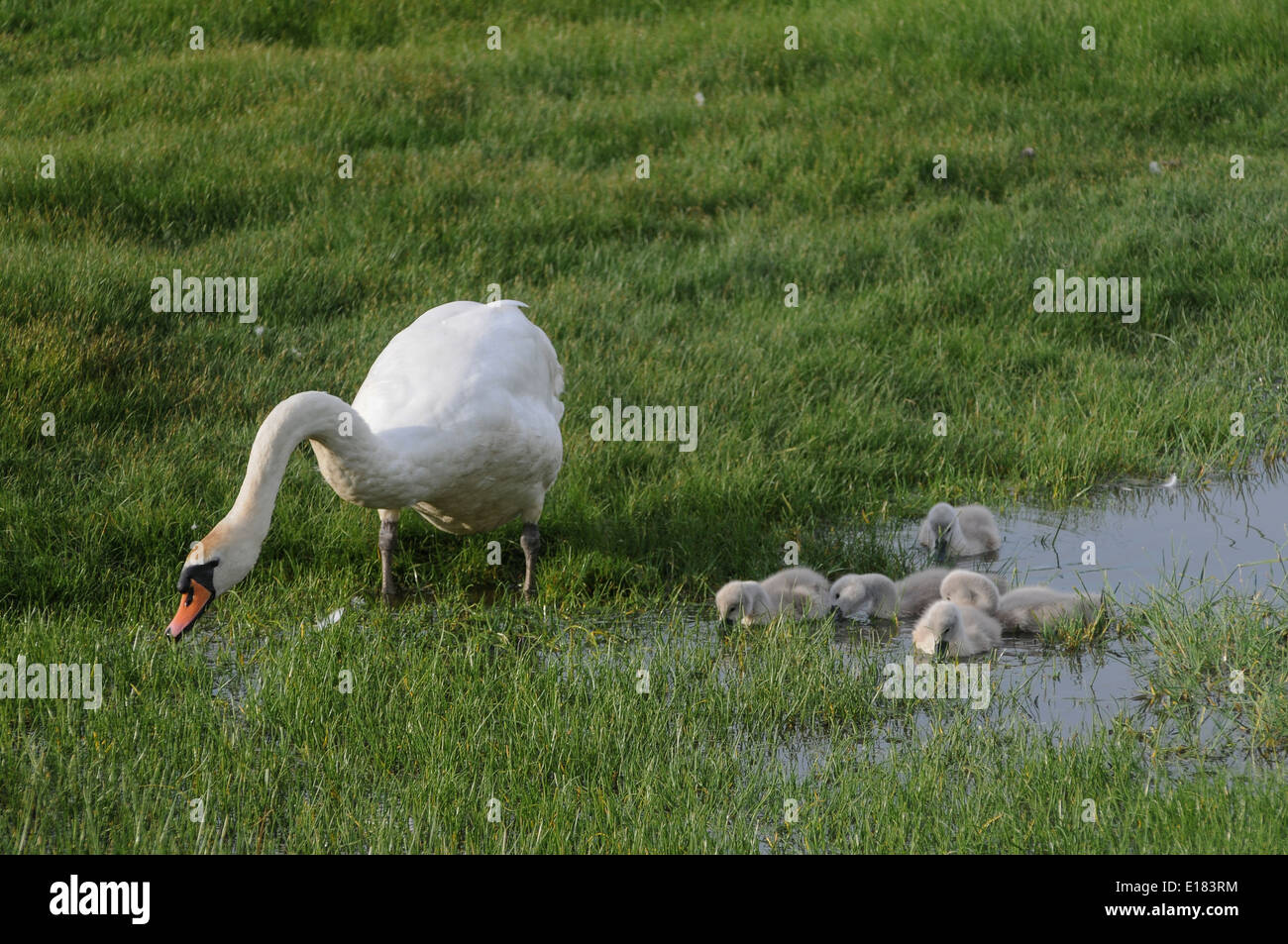 Romney Marsh, Kent, Regno Unito..25 maggio 2014..Swan feed con cygnets nella diga sul terreno paludoso..David Burr Foto Stock