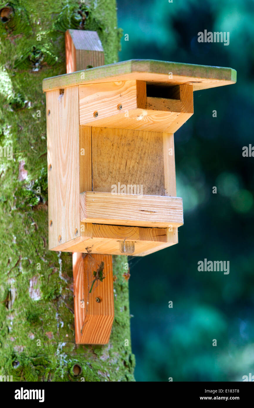 Arrotino manuale su un albero nella foresta, in una scatola di legno per uccelli nidificanti Foto Stock