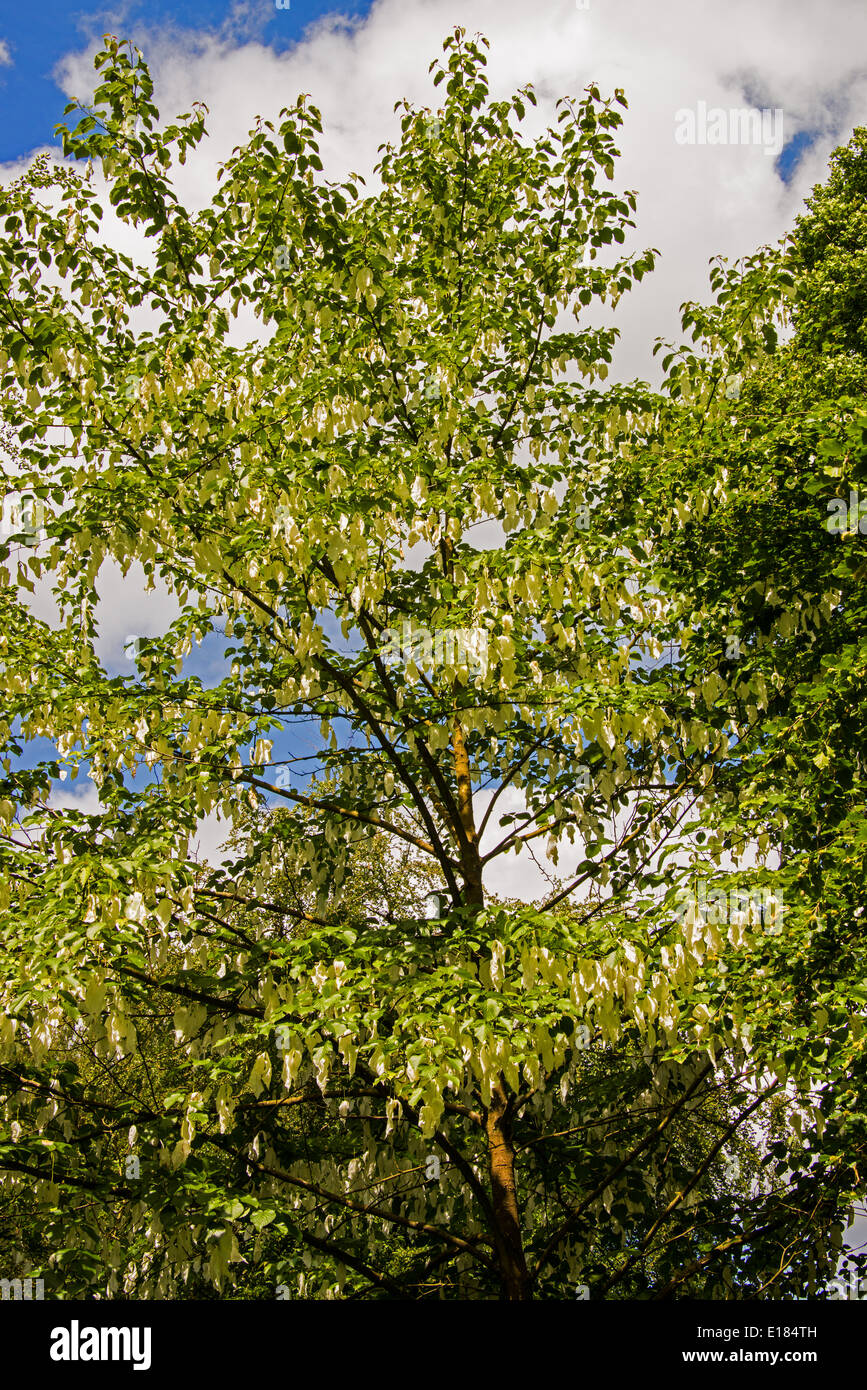 Davidia involucrata albero in fiore. Foto Stock