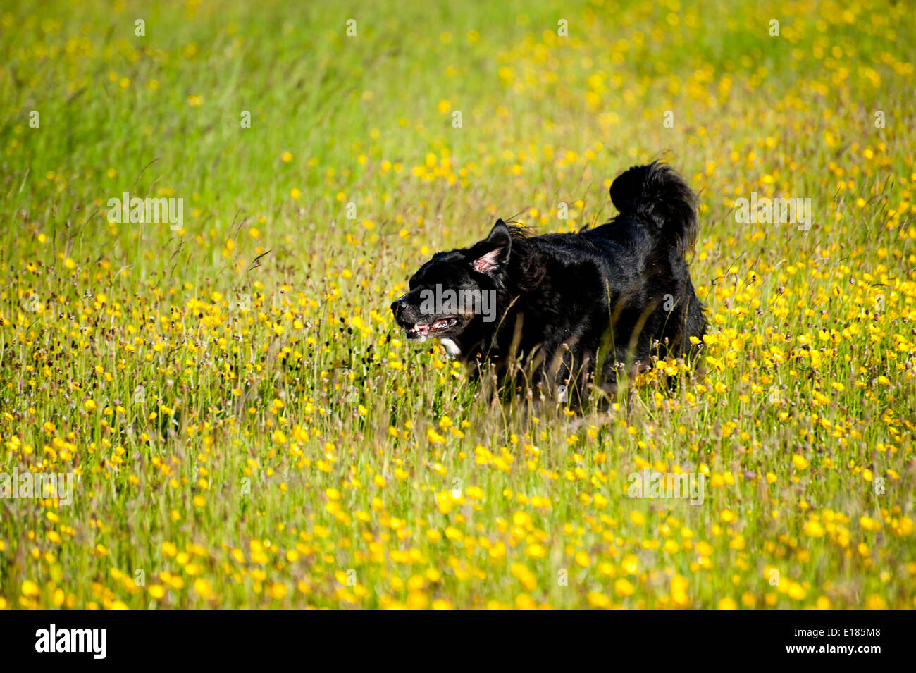 Cane nero e prato estivo Foto Stock